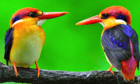 Bird slots