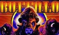 Buffalo by Aristocrat