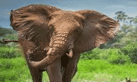 Elephant slots