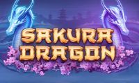 Sakura Dragon slot by Playson