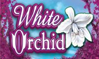 White Orchid slot by Igt