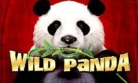 Wild Panda by Aristocrat